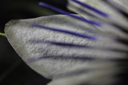Passion flower with 40mm macro Nikon D300